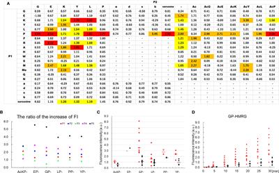 Fluorescence Imaging Using Enzyme-Activatable Probes for Real-Time Identification of Pancreatic Cancer